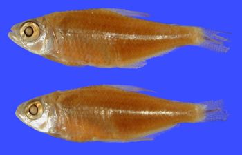 Media type: image; Ichthyology 89559